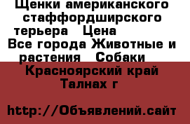 Щенки американского стаффордширского терьера › Цена ­ 20 000 - Все города Животные и растения » Собаки   . Красноярский край,Талнах г.